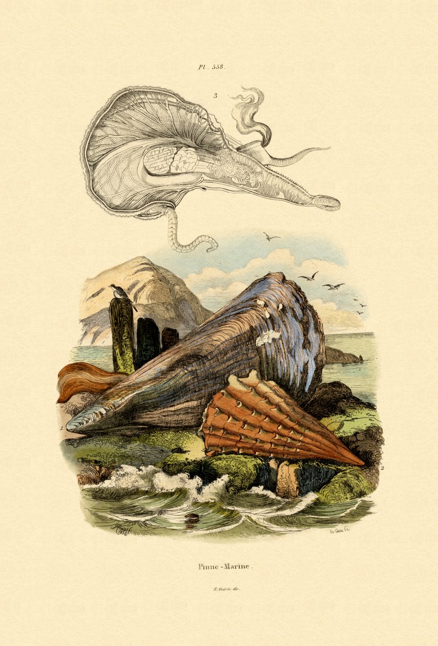 Coquille plume, 1833-39 - French School
