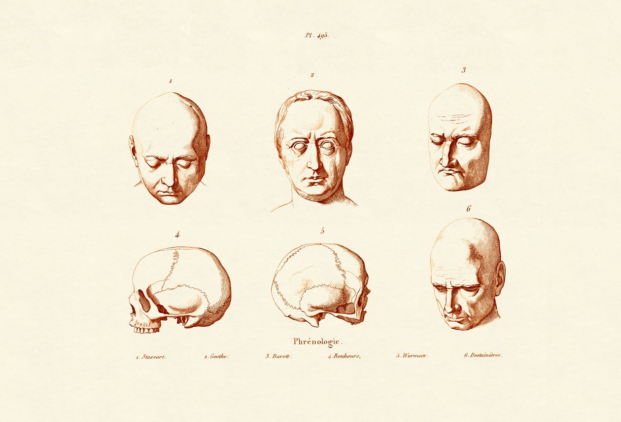 Phrenologie - French School