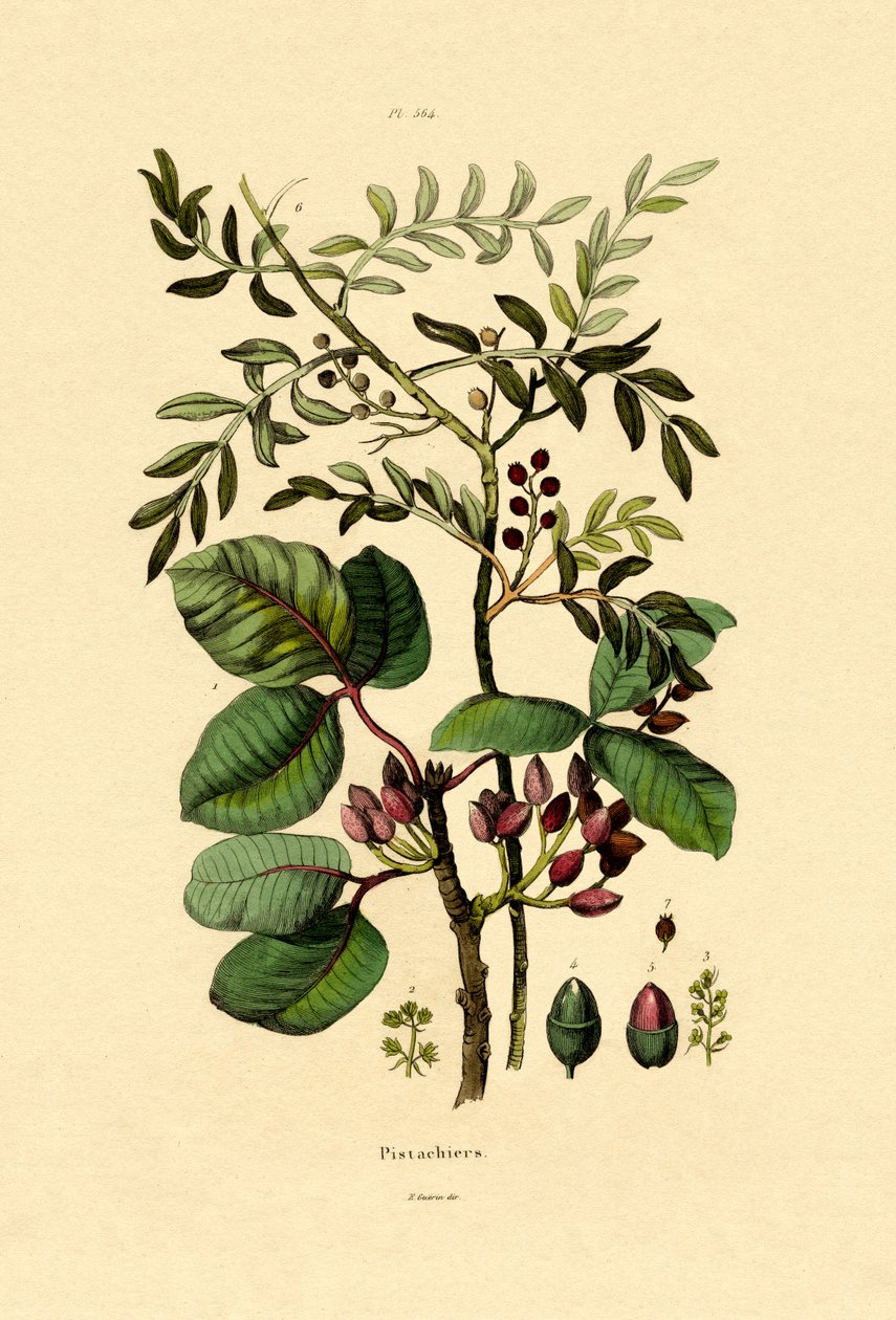 Pistache, 1833-39 - French School
