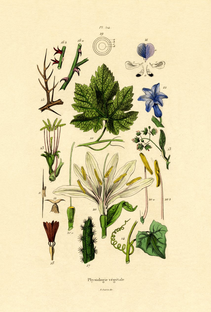Plantes - French School
