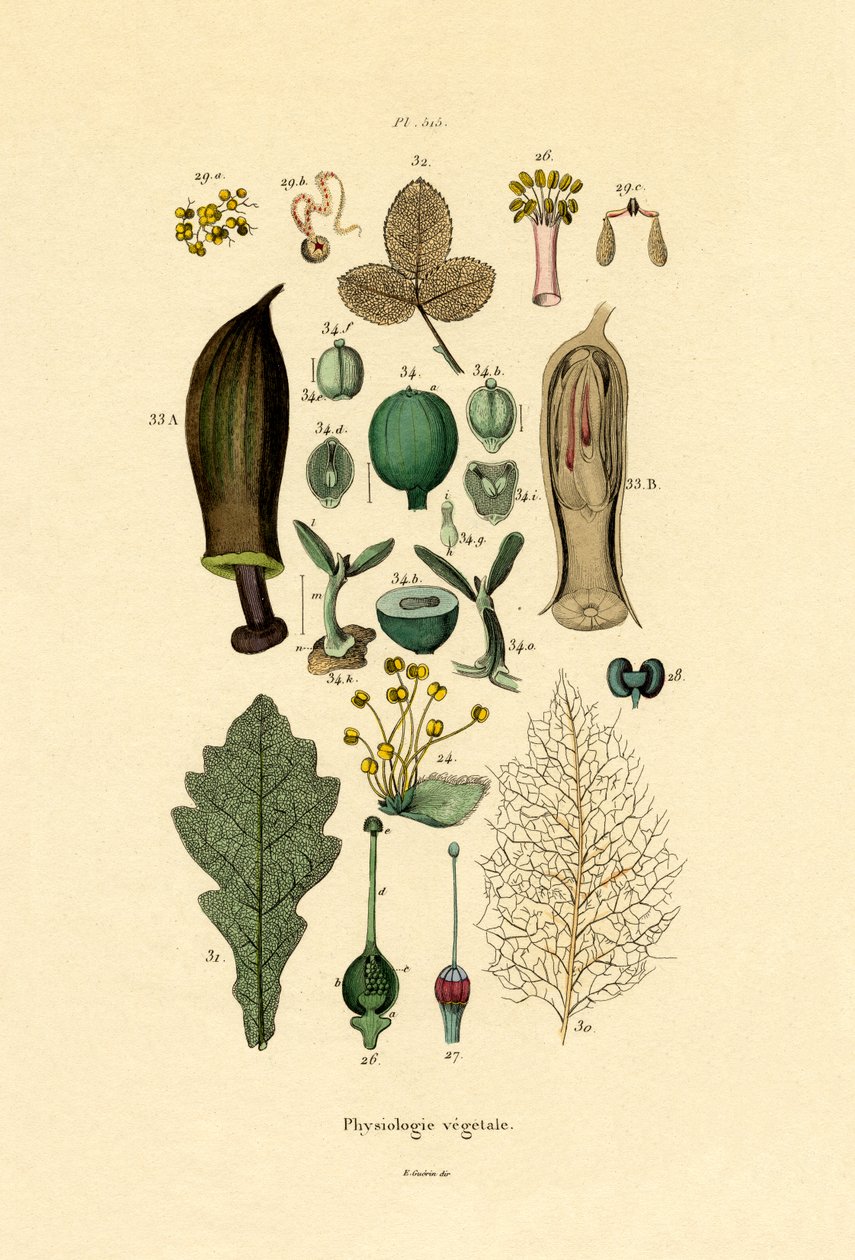 Plantes - French School