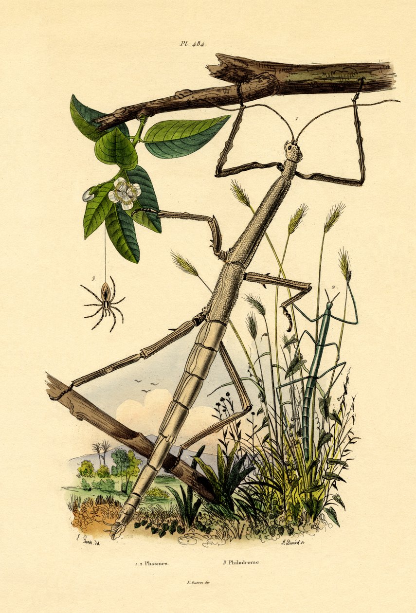 Araignée Crabe Courante - French School