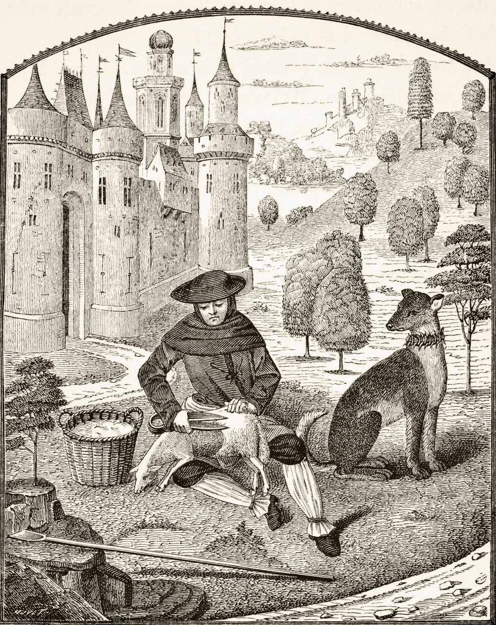 Tonte des moutons au Moyen Âge, de 