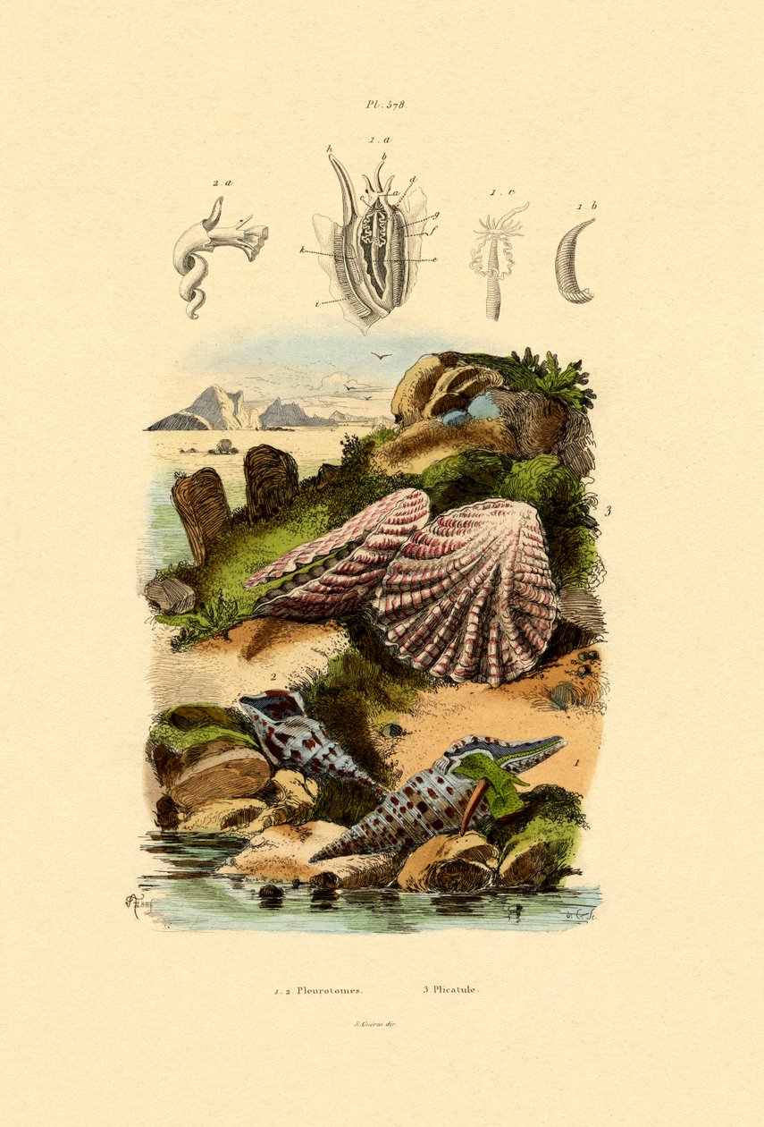 Coquilles fendues - French School