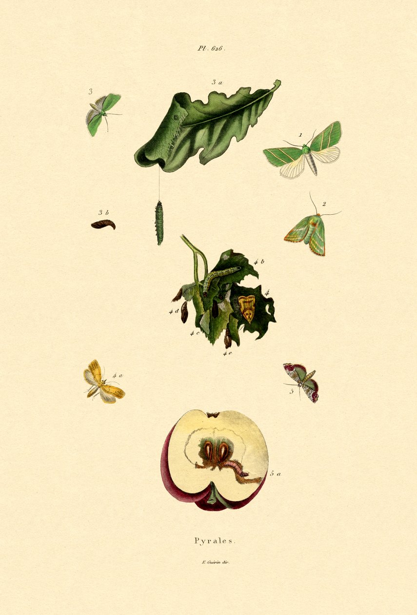 Pyralidae - French School