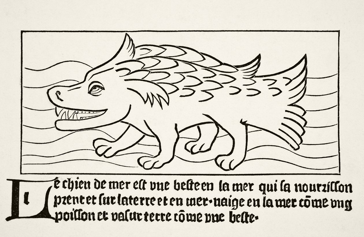 Le chien de mer, de 
