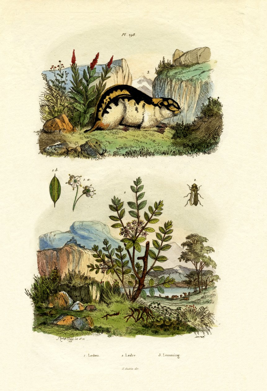 Romarin sauvage - French School