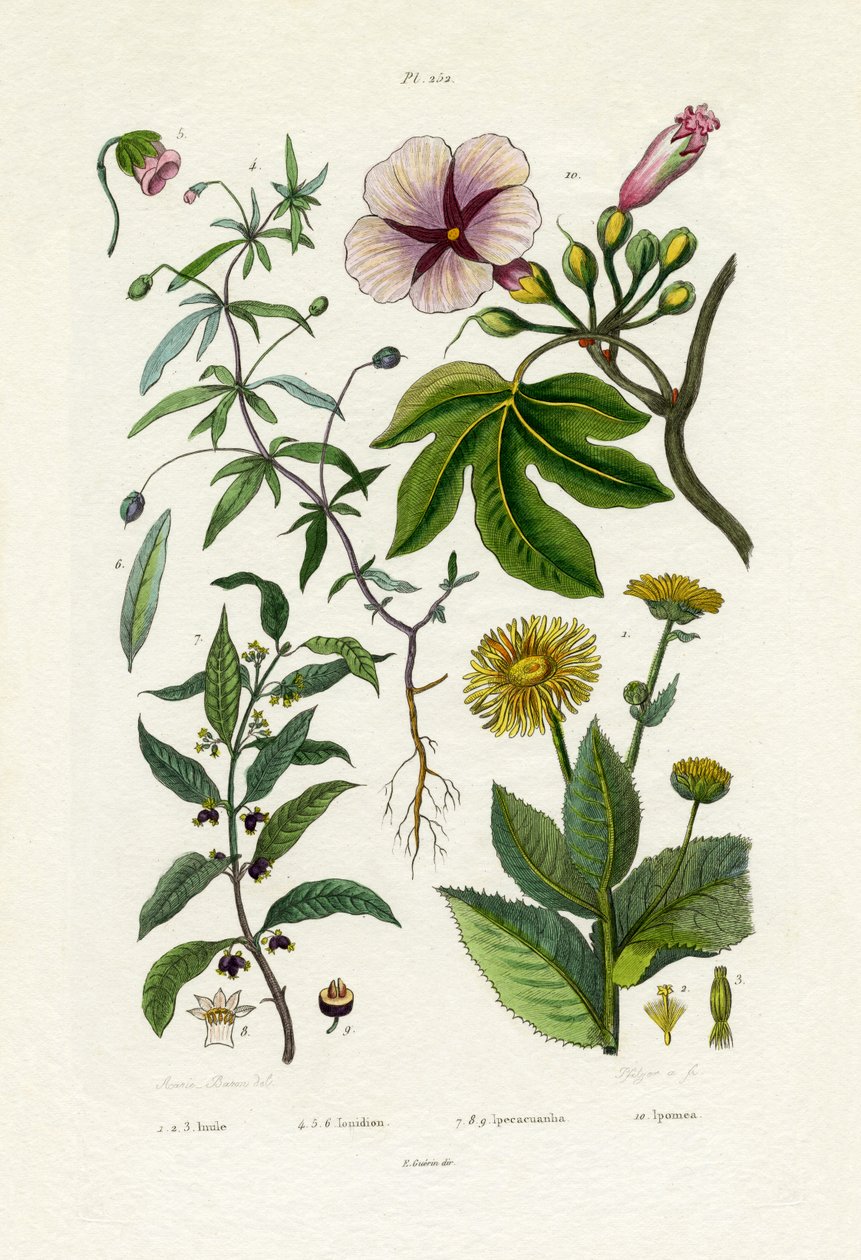 Tournesol sauvage, 1833-39 - French School