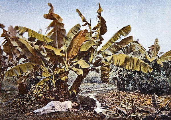 Plantation de bananes et de manioc en Nouvelle-Calédonie, fin du XIXe siècle - French School