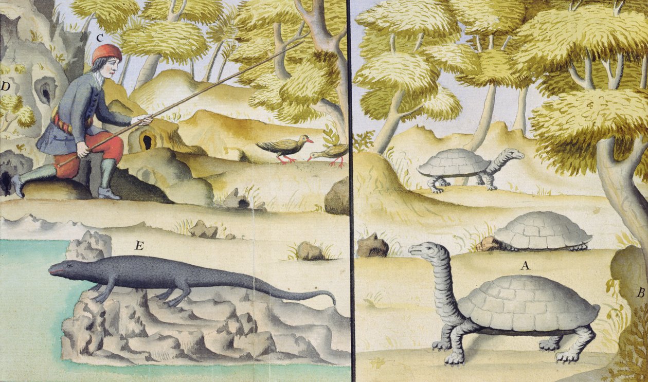 Animaux rencontrés aux îles Galápagos - French School