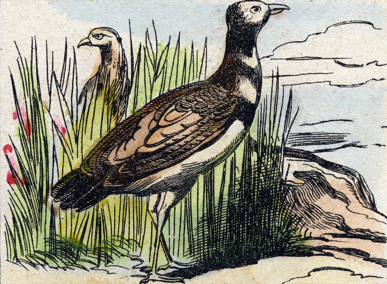 Outarde. Gravure dans "Buffon Alphabet des Oiseaux n 1". 3e Série N 1. Imagerie d