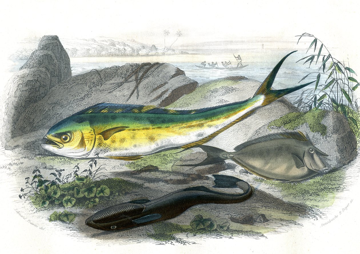 Coryphène Hippurus (dorade coryphène, poisson caméléon) - En bas : écheneis rémora et le nason licornet - Planche extraite de l