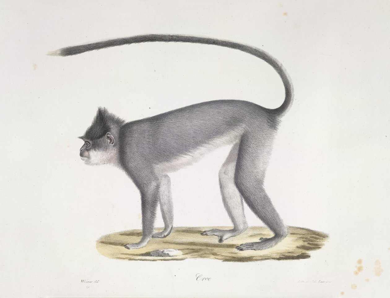 Croo. Un singe, de Histoire Naturelle des Mammifères - French School