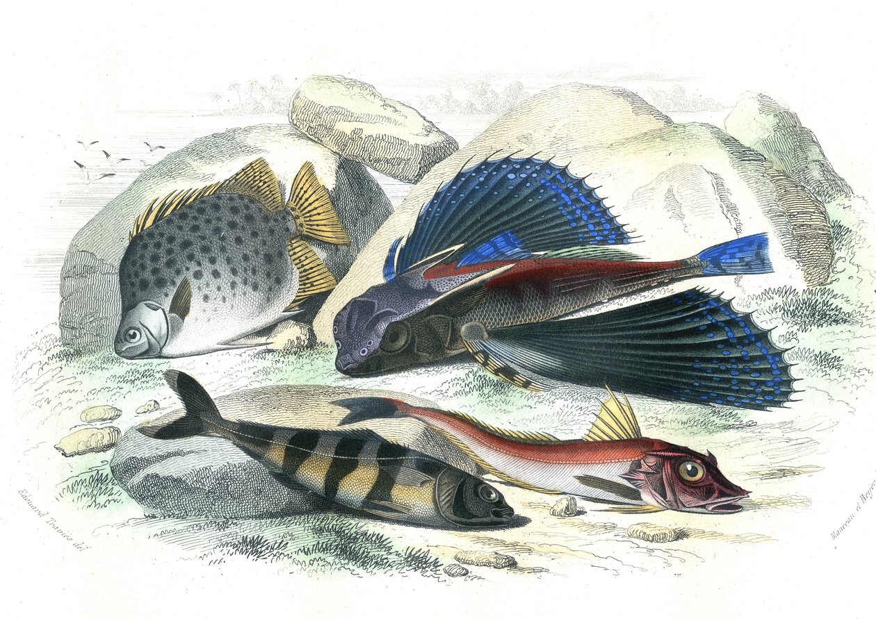 Dactyloptere pirapede (Dactylopterus pirapeda) poisson volant, Chetodon argus (scatophagus argus), centronote pilote (écheneis naucrate), Trigle Lyre (Genicanthus Melanospilos) - Planche extraite de l