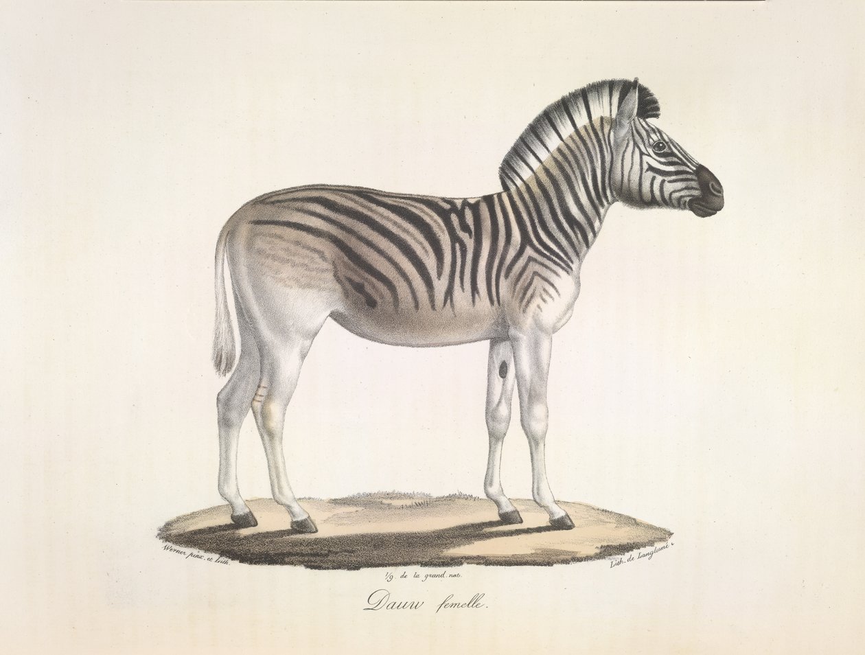 Dauw femelle. Le quagga rayé, ou zèbre de Burchell, d
