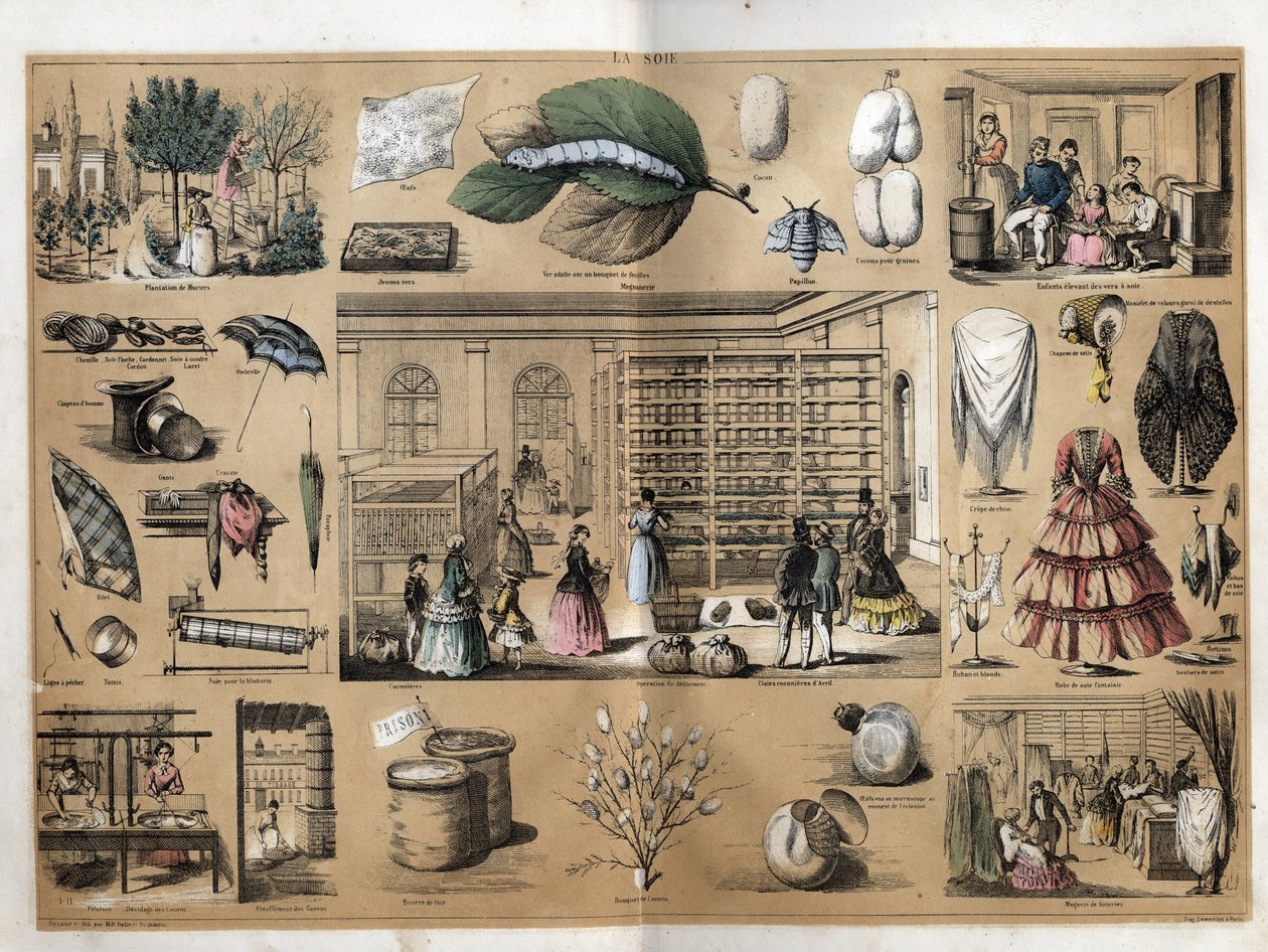 Description de la culture et des produits de la soie : au centre le magnan et la sériciculture. Représentation de la fabrication de la soie depuis la plantation des mûriers, l