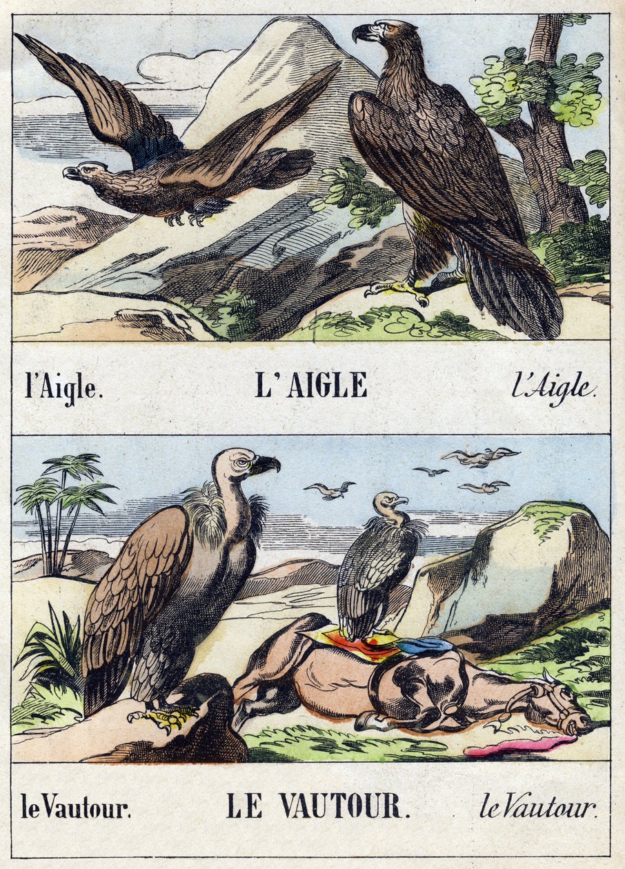 Aigle et vautour. Gravure dans "Buffon Alphabet des Oiseaux n° 1". 3e Série n° 1. Imagerie d