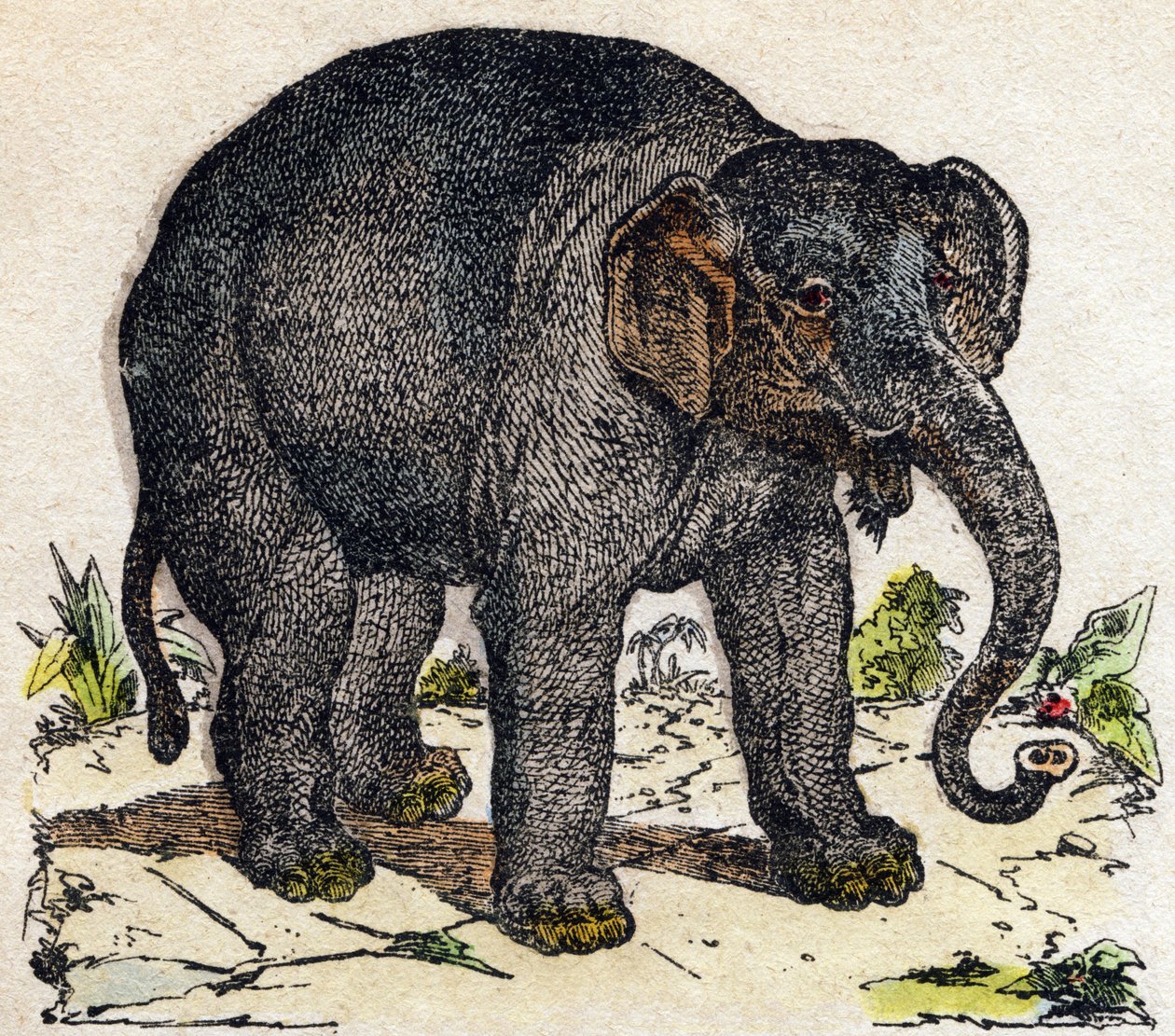 Éléphant. Gravure dans « Alphabet des animaux sauvages ». 9e Série. Imagerie d