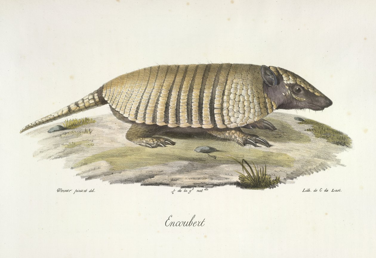 Encoubert, Tatou, de Histoire Naturelle des Mammifères - French School