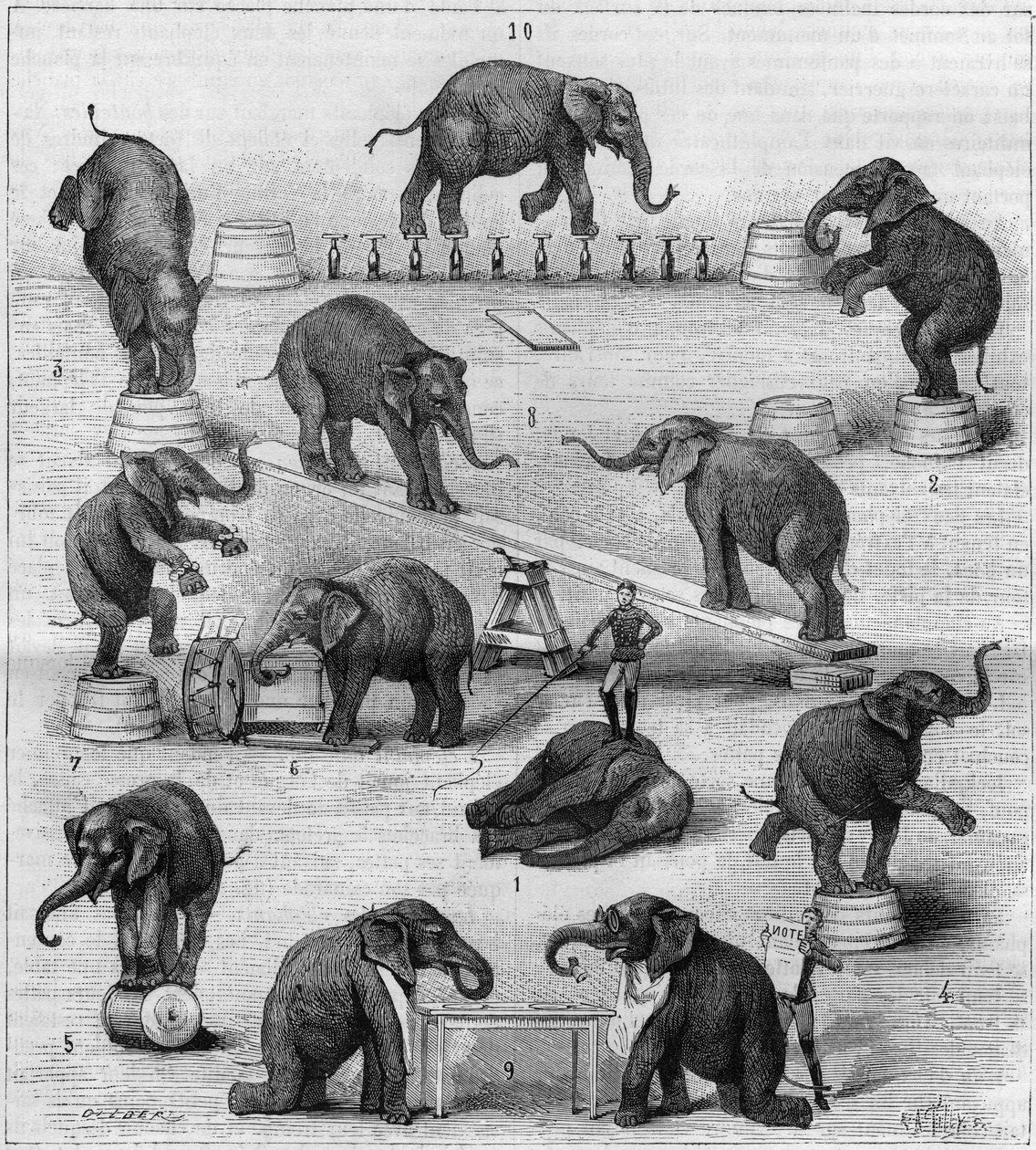Exercices effectués par des éléphants à l