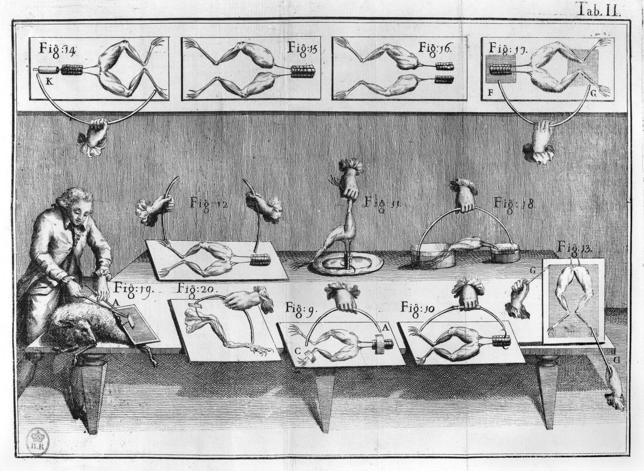 Expérience sur des grenouilles, illustration de De viribus electricitatis in motu muscumari - French School