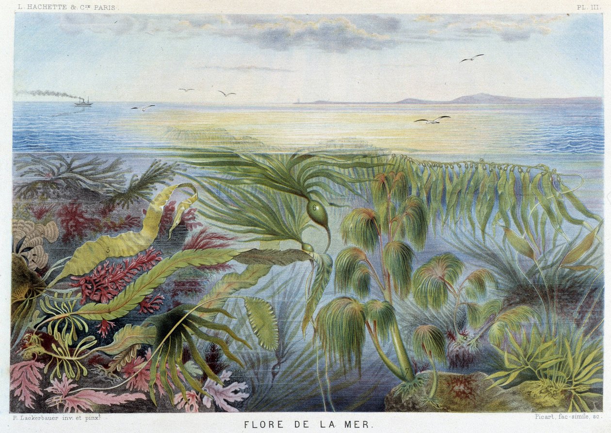 Flore de la mer - dans « Le Monde de la Mer » par Alfred Fredol. éd. Paris, Hachette. - French School