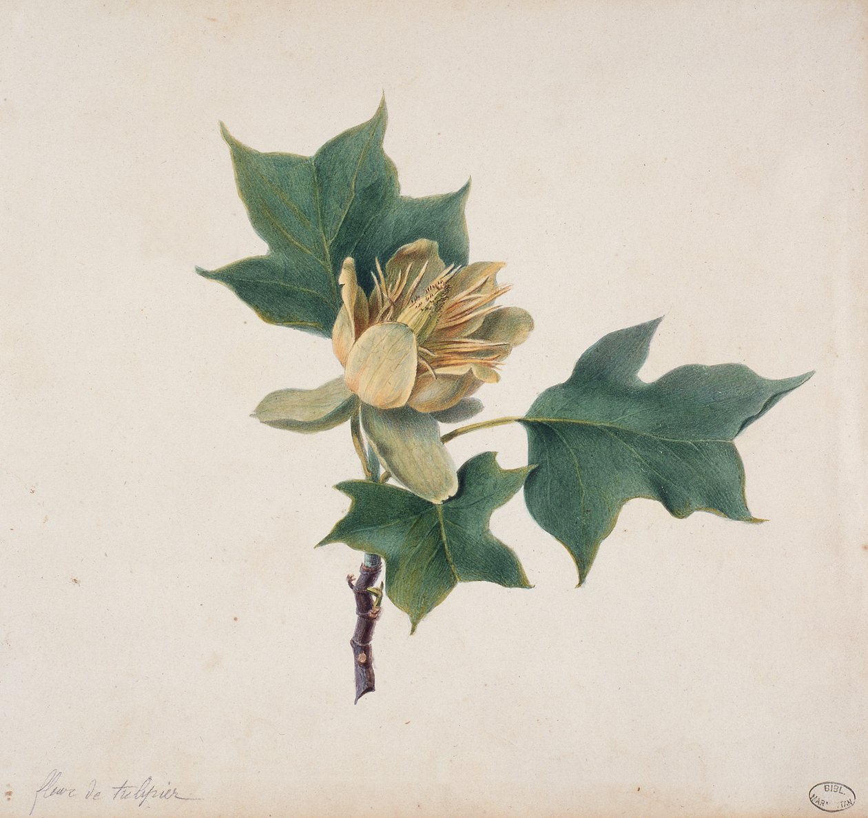 Fleur de Tulipier - French School
