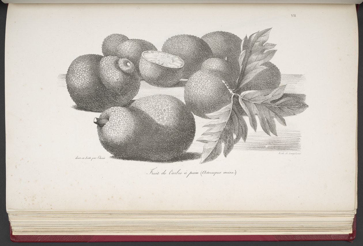 Fruit, de Voyage pittoresque autour du monde, avec des portraits de sauvages d
