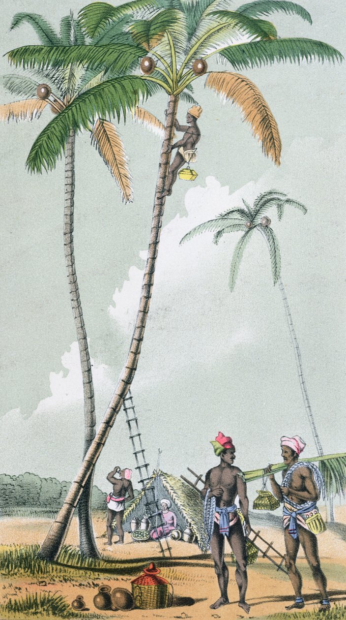 Récolte de noix de coco pour la préparation du Toddy en Inde - French School