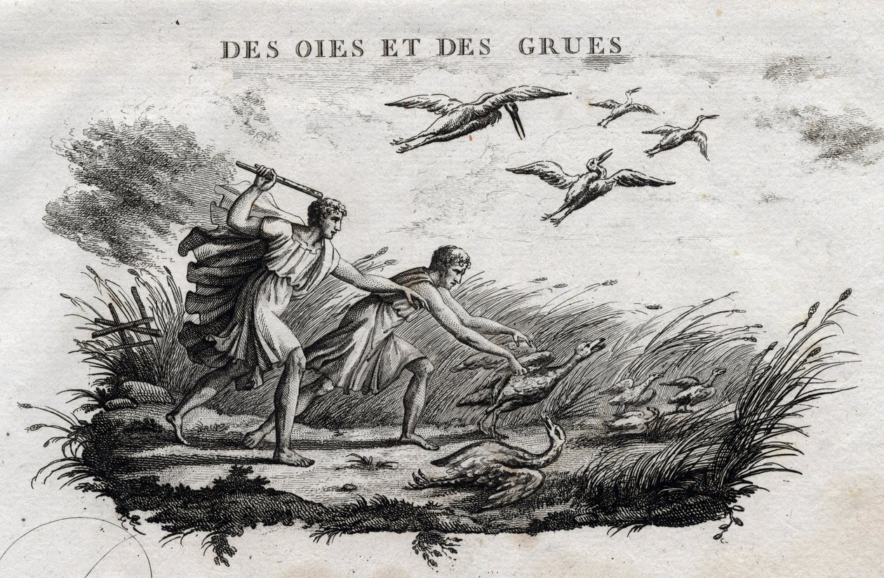 Oies et grues. Fable d