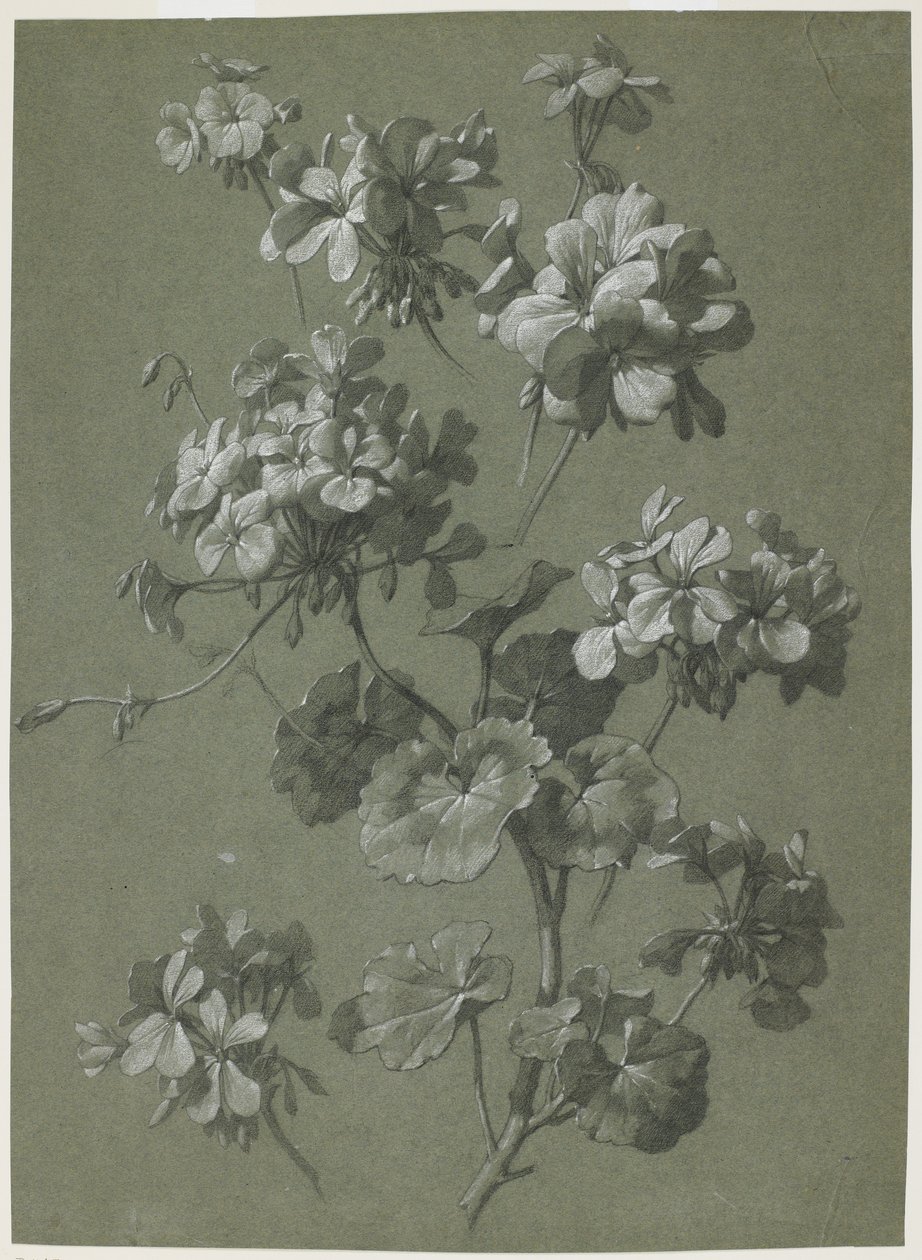 Géranium (Pelargonium sp.), c.1800 - French School