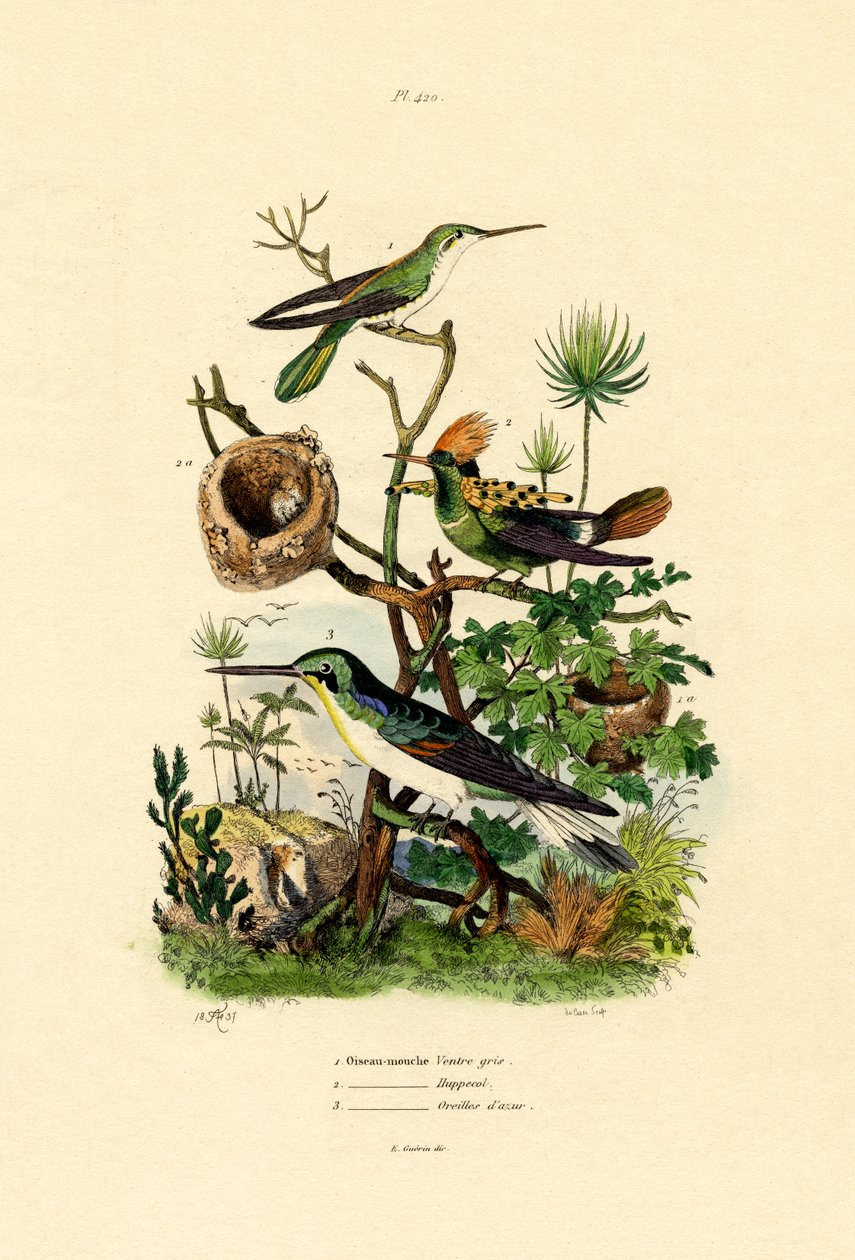 Colibris - French School