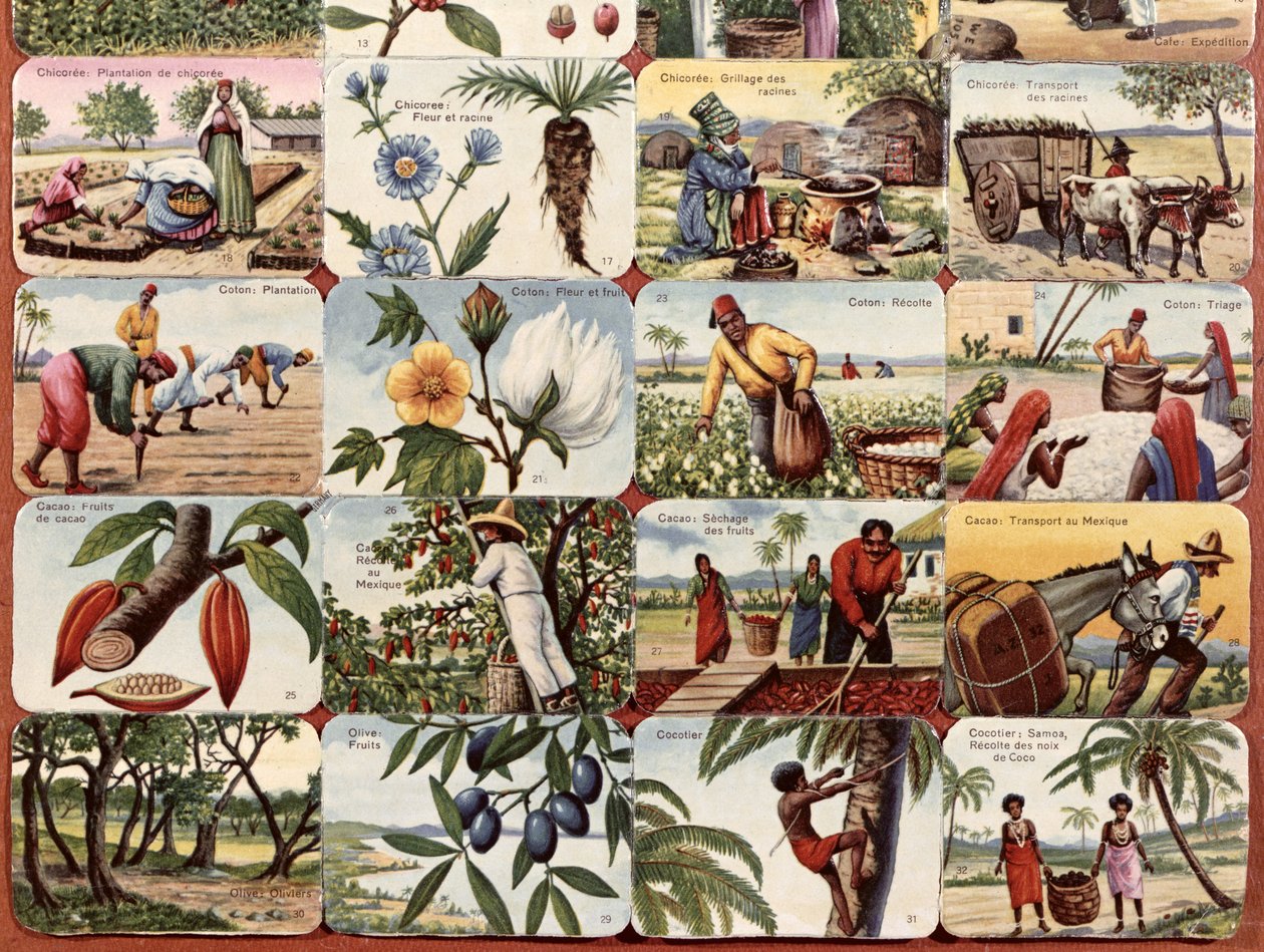 Illustration pour un manuel scolaire français des divers produits des colonies, c.1920-30 - French School