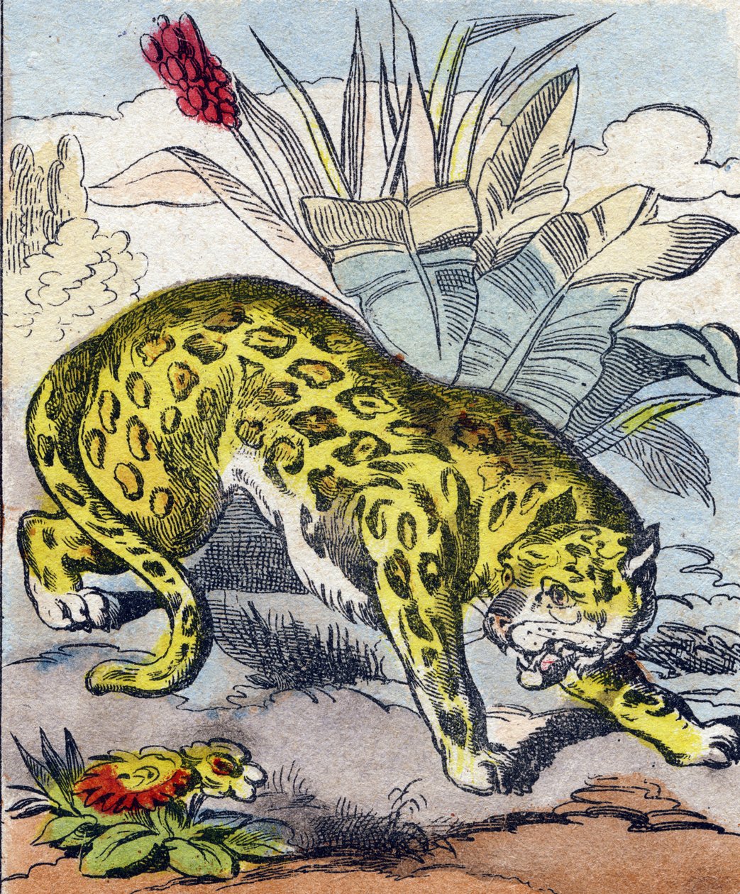 Jaguar. Gravure dans "Buffon Alphabet des Animaux". 3e Série N 1. Imagerie d