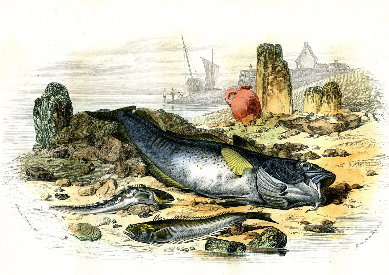 La Blennie Ovipare (Blennius viviparus), en bas la trachine vive et le gad cod - Planche extraite de Histoire Naturelle par Bernard Germain de Lacépède (1856-1925), édition P.Furme, Paris - French School
