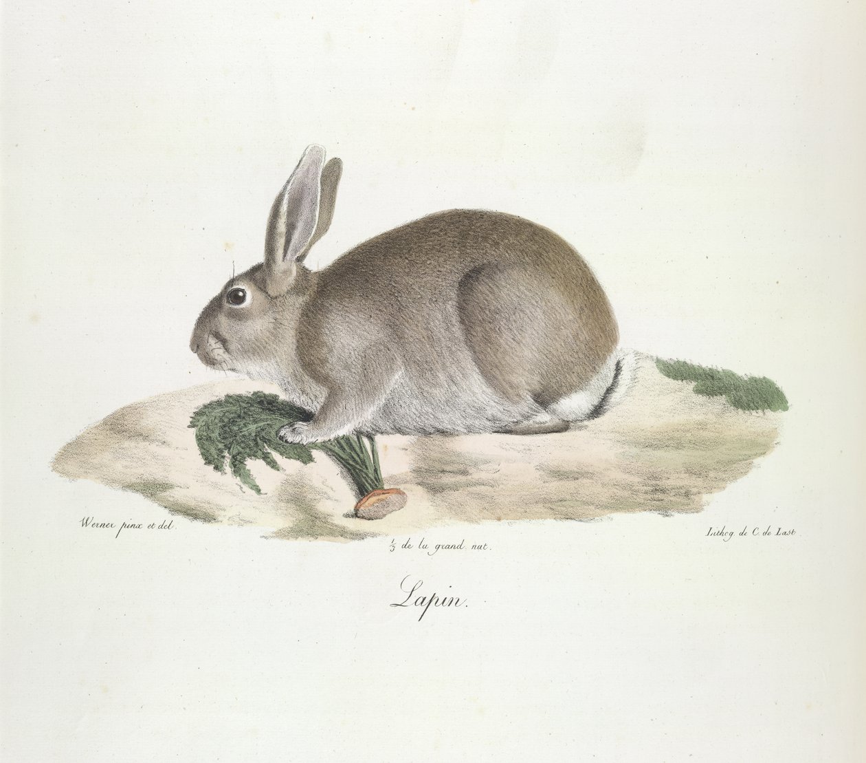Lapin, de Histoire Naturelle des Mammifères - French School