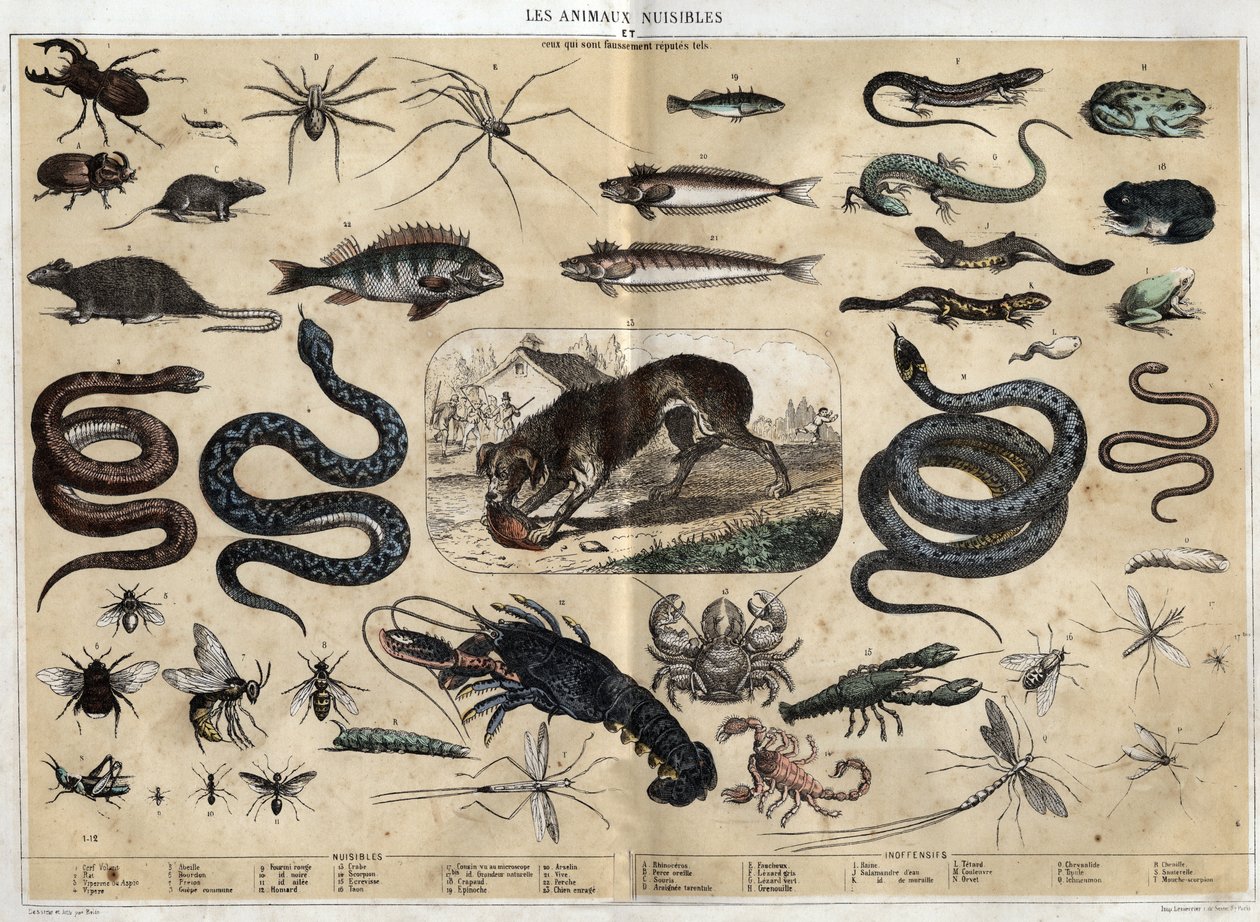 Les animaux nuisibles. Gravure de 1860 dans "Les Récréations instructives" par Jules Delbruck. Collection privée - French School