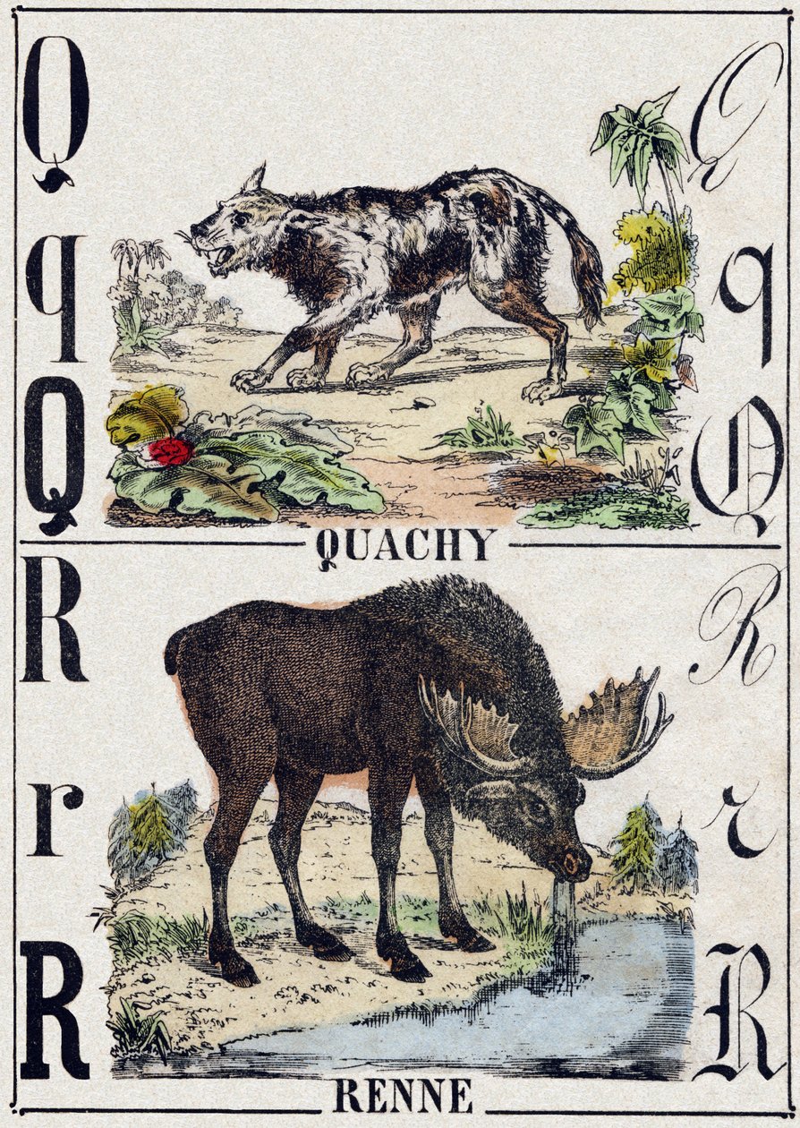 Lettre Q Quachy (chien-lion sud-américain); R Renne. Gravure dans "Alphabet des animaux sauvages". 9e Série. Imagerie d