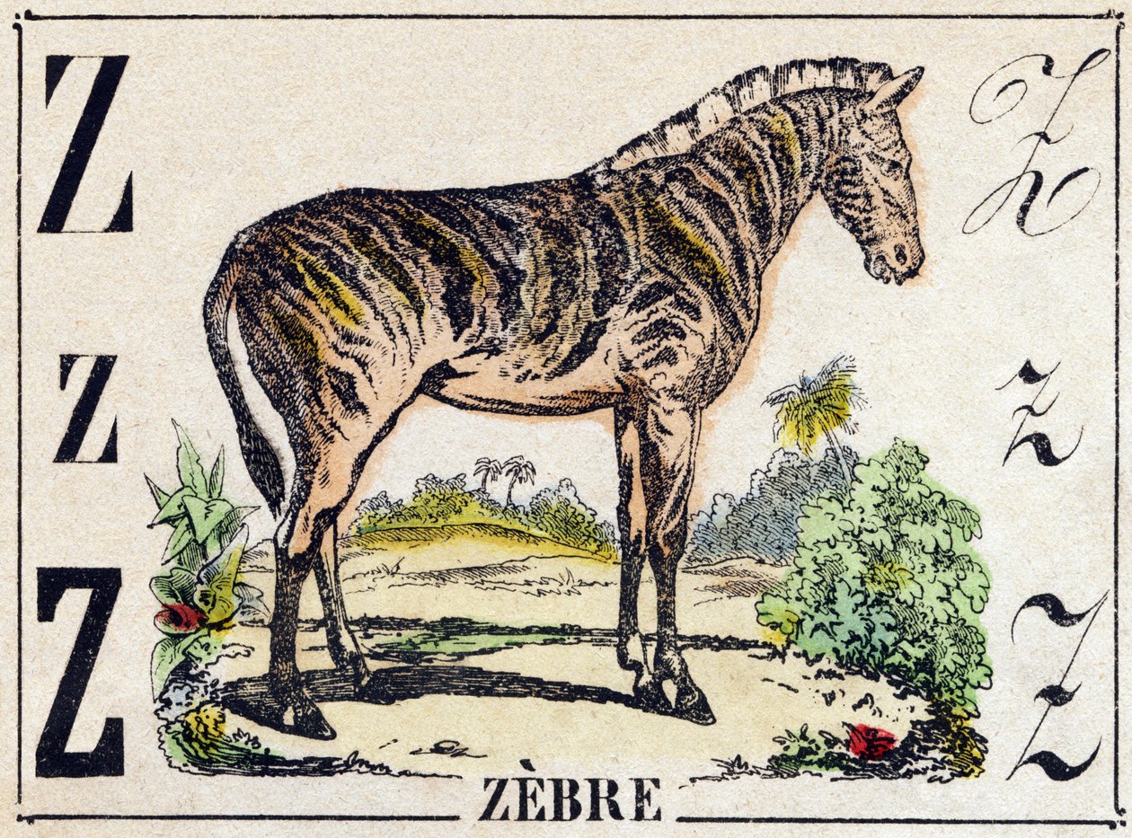 Lettre Z Zèbre. Gravure dans "Alphabet des animaux sauvages". 9e Série. Imagerie d