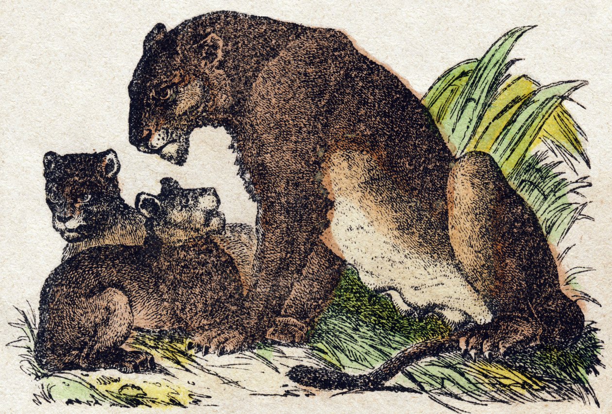 Lionne. Gravure dans « Alphabet des animaux sauvages ». 9e Série. Imagerie d