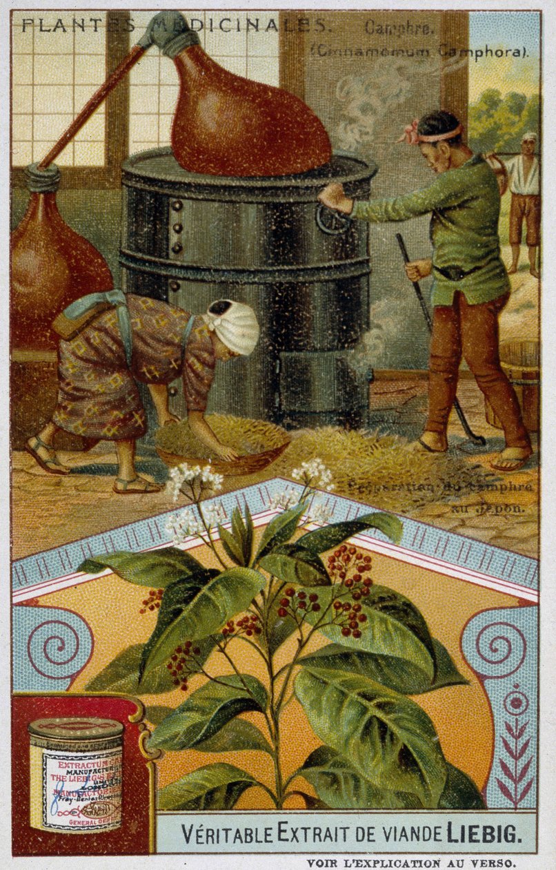 Plantes médicinales : camphre ; préparation du camphre au Japon - Chromo Liébig, v.1900 - French School