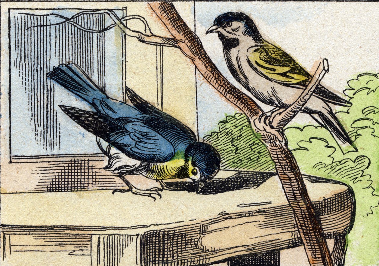 Mésange. Gravure dans "Buffon Alphabet des Oiseaux n 1". 3e Série N 1. Imagerie d
