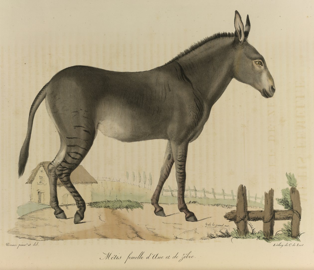 Métis femelle, de Histoire Naturelle des Mammifères - French School
