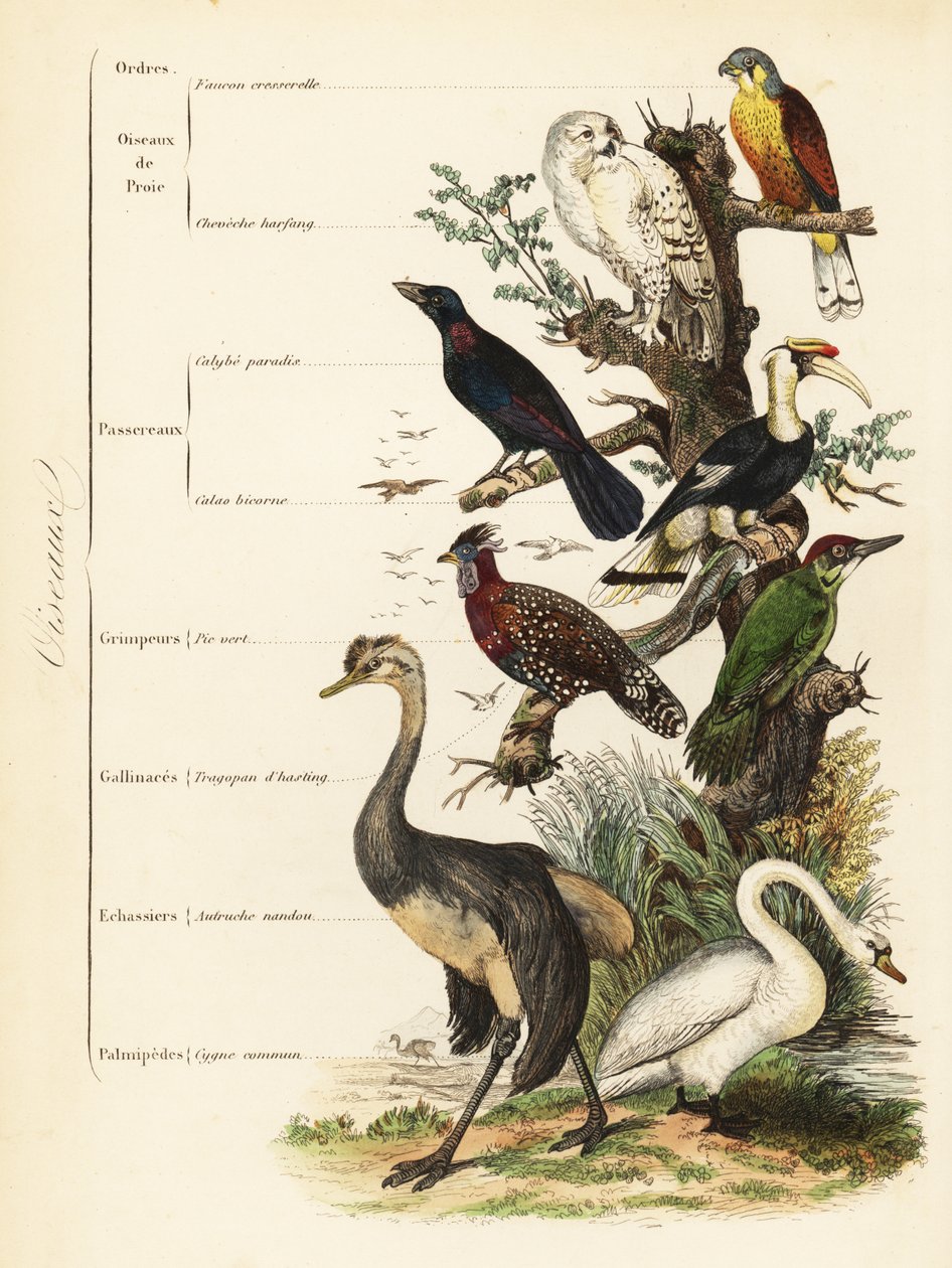Ordres des oiseaux : crécerelle, Falco tinnunculus, harfang des neiges vulnérable, Bubo scandiacus, étourneau superbe, Lamprotornis chalybaeus, grand calao, Buceros bicornis, pic vert européen, Picus viridis, tragopan occidental, Tragopan melanocephalus - French School