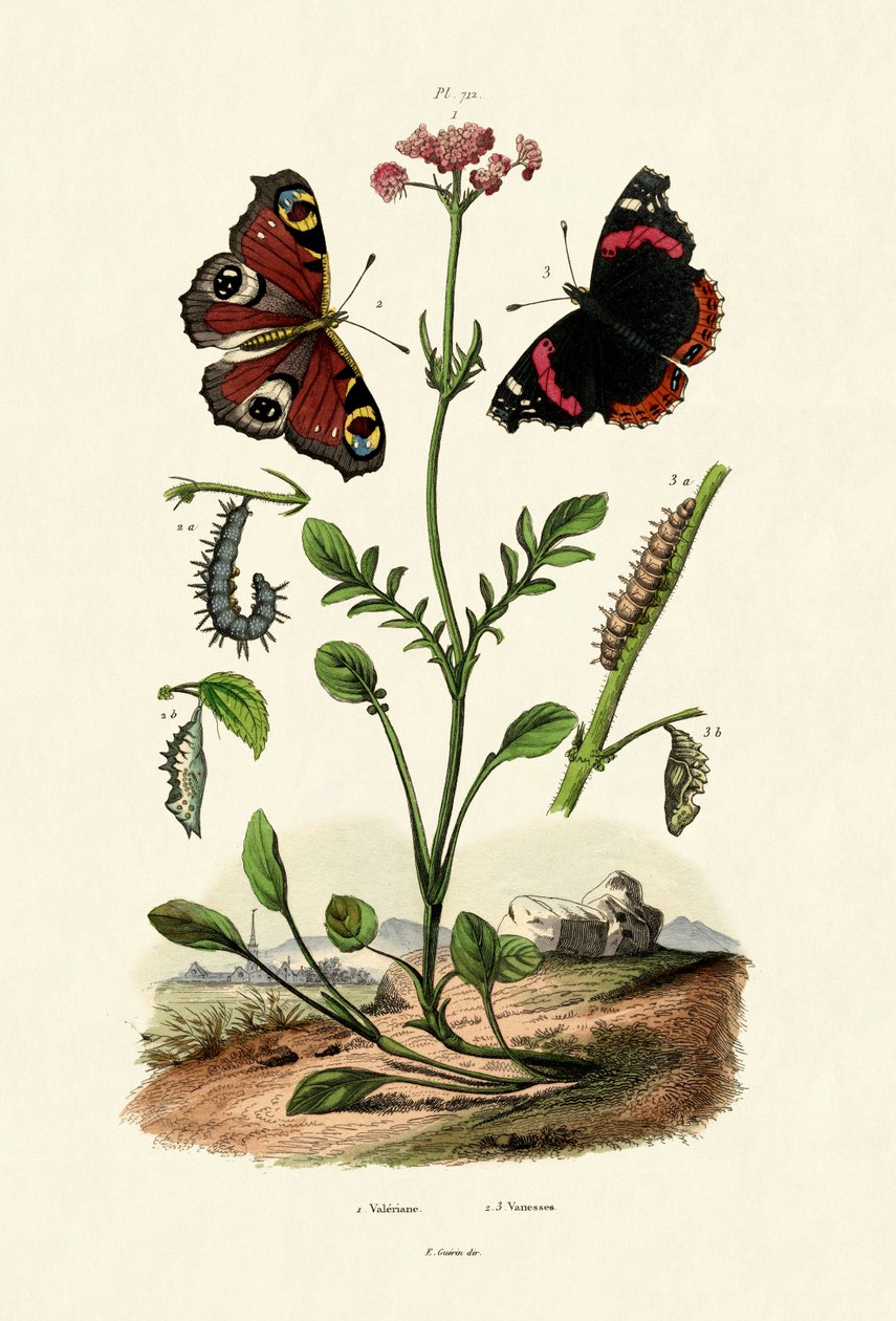 Paon du jour - French School