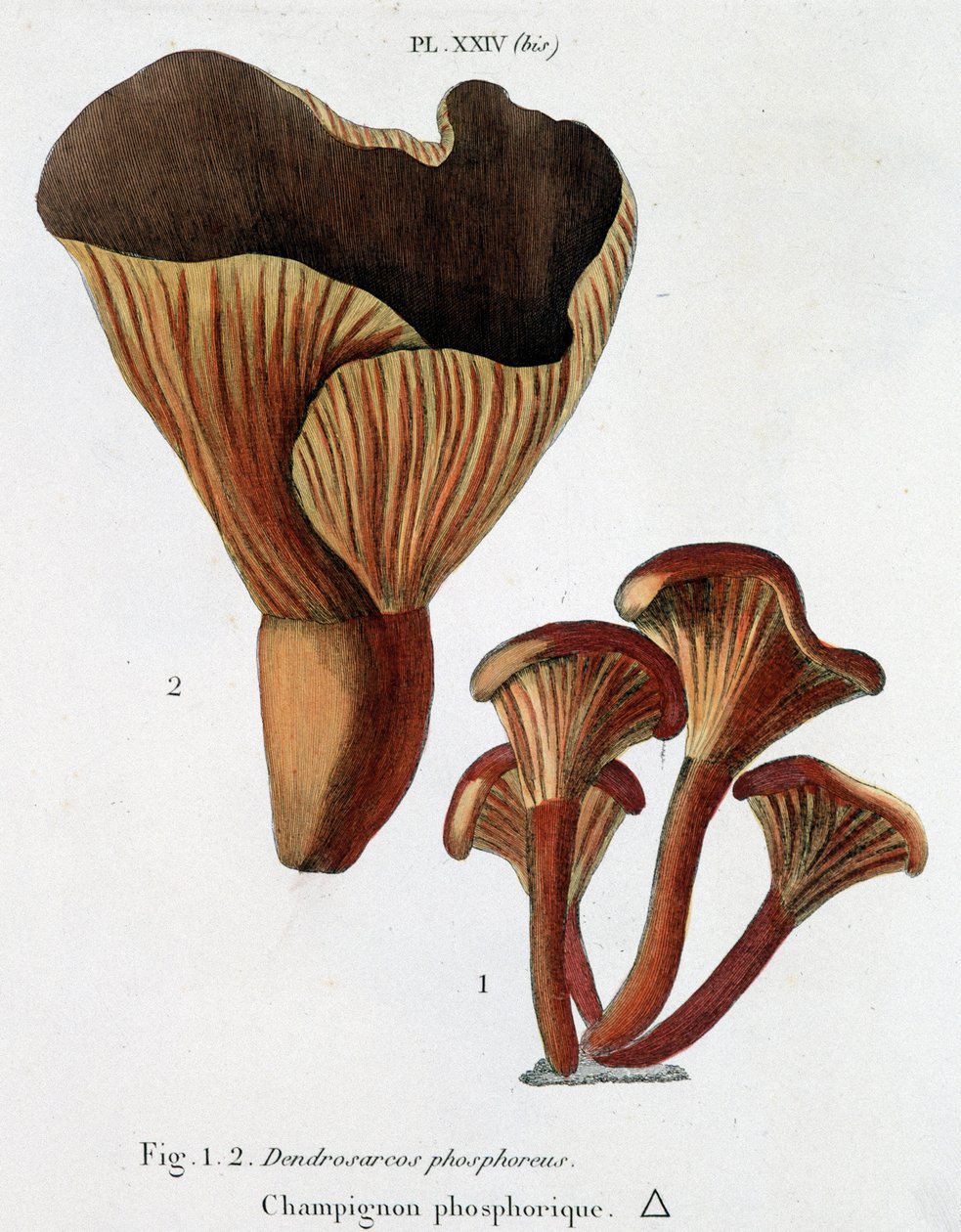 Champignon phosphorescent dans Jean Jacques Paulet "Traité des champignons", fin 18ème siècle - French School