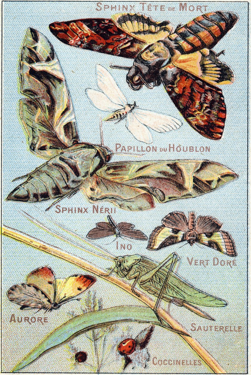 Planche 1 : Sphinx Crâne, Papillon Hop, Sphinx Neri, Ino, Vert Or, Aurore, Sauterelle, Coccinelles. Gravure dans « Alphabet syllabaire des papillons et insectes ». Série A. Pellerin et Cie, imprimeurs-éditeurs, Épinal, fin du XIXe siècle. Chromolithographi - French School
