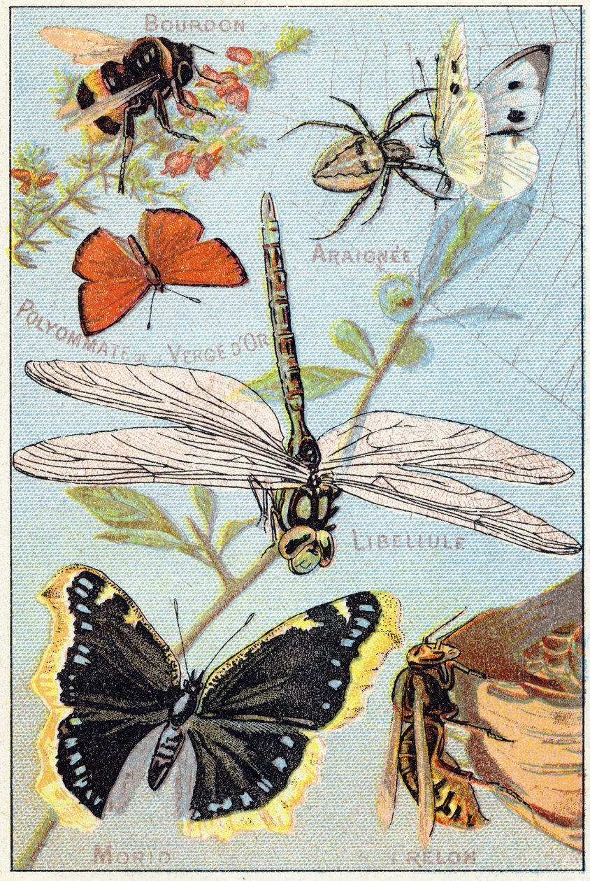 Planche 3 : Bourdon, Araignée, Polyommate de la verge d