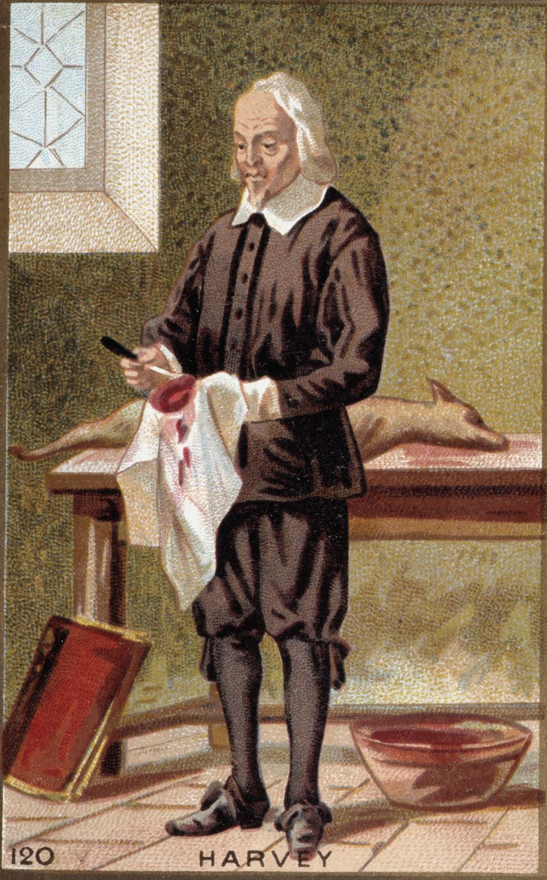 Portrait de William Harvey (1578-1657), médecin anglais - French School