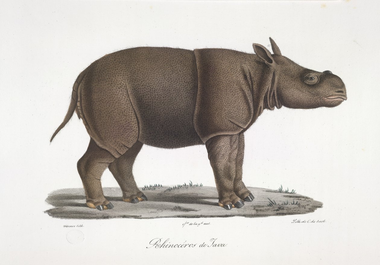 Rhinocéros de Java, de Histoire Naturelle des Mammifères - French School